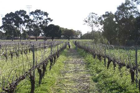 pruning for pizza